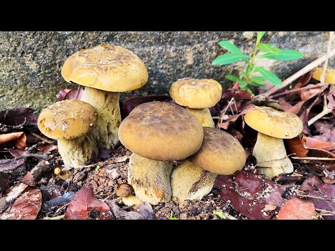 วิธีเพาะเห็ดตับเต่า เห็ดผึ้งตับควาย เห็ดผึ้งทาม เห็ดห้า / How to cultivate Bolete mushrooms./ 如何种植蘑菇