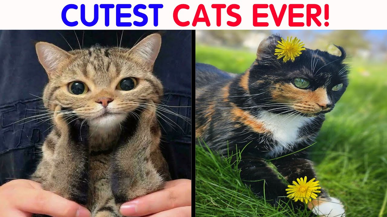 People Can’t Handle The Cuteness Of Their Cats And Share 50 Adorable Pics
