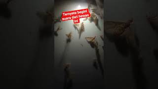 Download Lagu suara laron #vidioshorts  #shorts  #shorts MP3