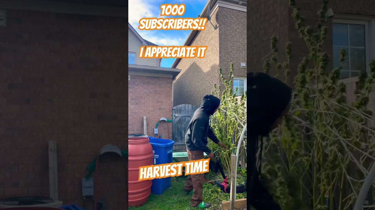 Harvest 2025  Appreciate everyone 1000 subscribers 