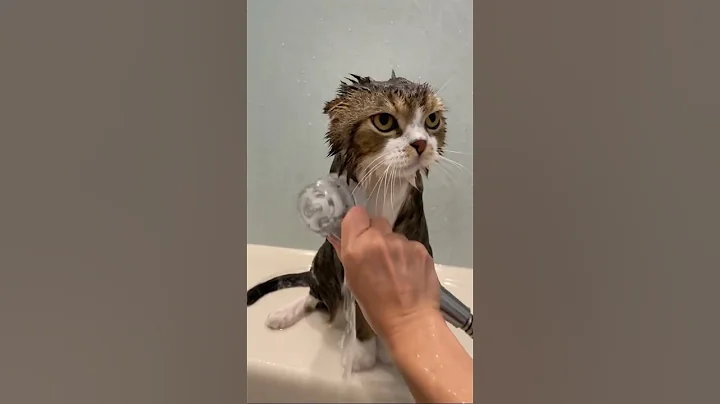 So Cute Cats - Funniest Cats 😹 - Cat Bath - Cat Shower -  Don't try to hold back Laughter