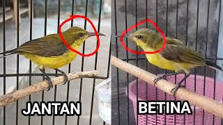 ciri ciri sogon ijoan jantan betina