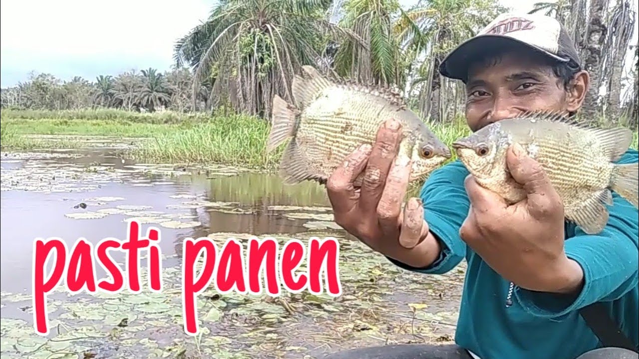Cara mudah mancing ikan tembakang  anti boncos