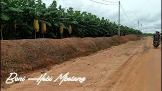 Jalan Jalan Di Perkebunan Pisang Dan Nanas Lampung Timur