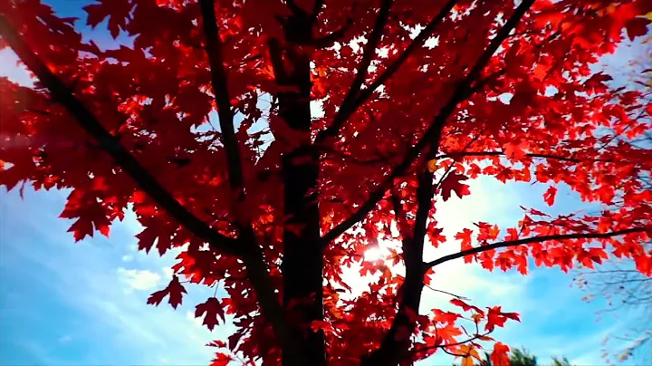 Fall in Traverse City, MI