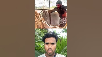 Danger #duet #animals #song #reactparty #youtubeshorts #comedy #comedyfilms #funny