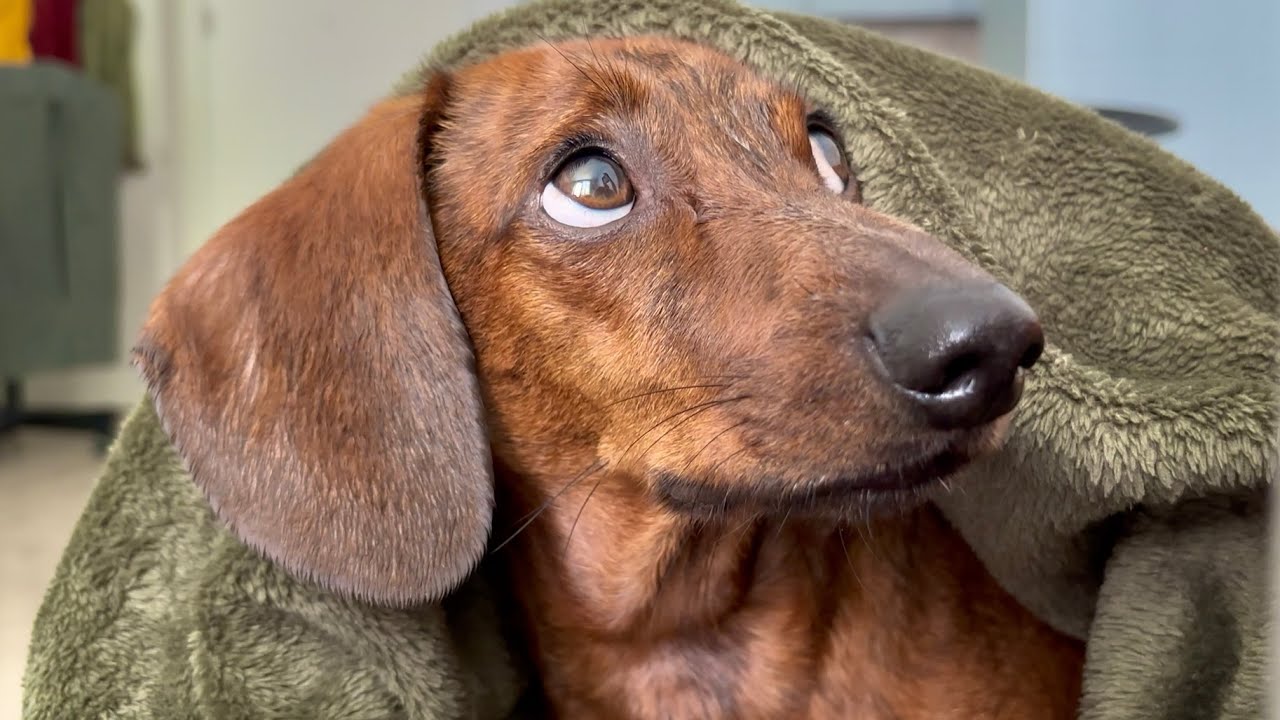 How a mini dachshund tells you he wants something