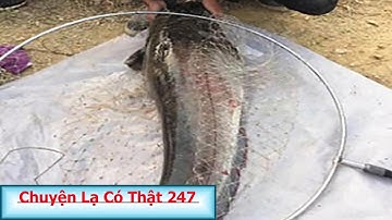 Chuyện Lạ Có Thật 247- Bất ngờ với chú cá nheo nặng tới 60kg