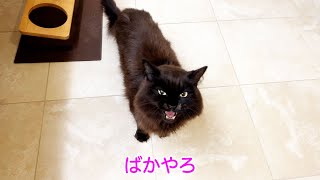 新居になれたら喋りまくるしおちゃん