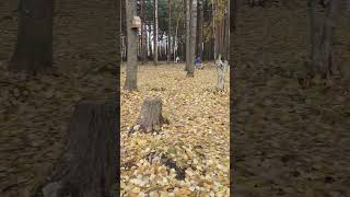 Мурино(Ленинградская область)19 октября 2025г#осень#
