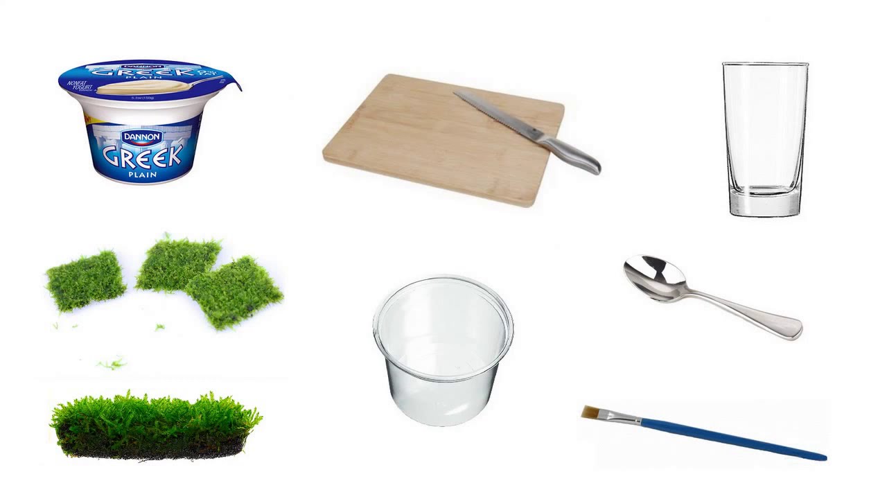 tutorial dry start /yogurt method for aquatic moss YouTube