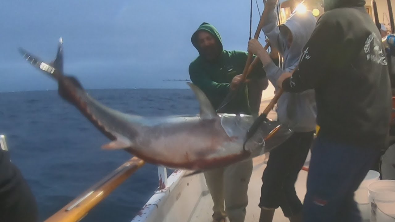BLUEFIN TUNA FISHING SAN DIEGO SEA ADVENTURE 80 YouTube