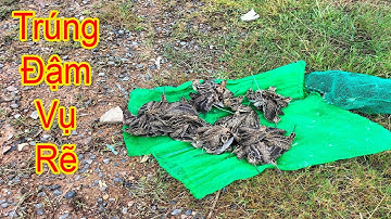 Lưới Bẫy Rẽ Giun. Tặng Tiếng Víp Cho AE Mua Lưới. Lưới Bẫy Chim Đêm Gía Rẻ. Lưới Bẫy Tàng Hình.