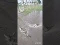 Paddy Field Fishing