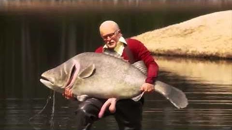 Sorpresa cuando  anciano pesca un gigante pez