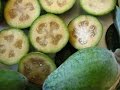 Origen y cultivo de la Feijoa - TvAgro por Juan Gonzalo Angel