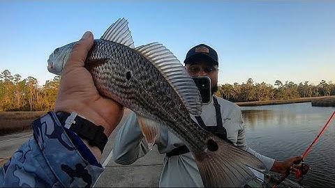 Catching redfish using live shrimp and a jig head!