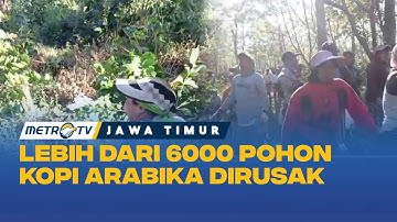 Lebih Dari 6000 Pohon Kopi Arabika di Bondowoso Dirusak Oleh OTK