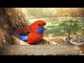 Warm cozy evening at the bird feeder (Livestream)