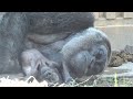 母ゲンキと可愛い息子達  2019⭐️ゴリラ Gorilla【京都市動物園】Genki and her two cute sons in 2019