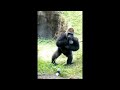 Gorilla beating chest