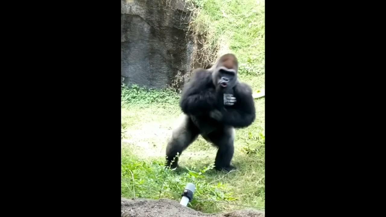Gorilla beating chest YouTube