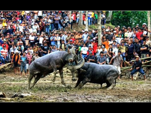 Video: Adu Banteng: Sejarah Dan Tradisi