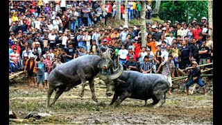 Tradisi Adu Kerbau | Adat Suku Tanah Toraja | Sulawesi Selatan