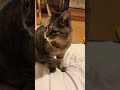 視聴者さんが求めてること