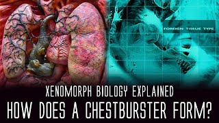 How does the Chestburster Gestate/Form? Xenomorph Biology Explained