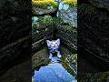 The Rescue of the Little Kitten” #animalrescue #kittenrescue #shorts