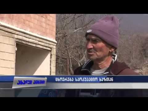 ერთმორწმუნე ღორმა ოკუპანტებმა გლეხს ვაზი გაუჩეხეს 26.03.2015