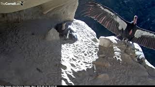 During a long feeding visit with her chick, the female california
condor spreads impressive wings in sun. measuring 9 feet from tip to
tip, wi...