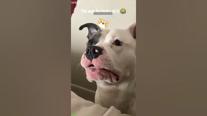 Video 11795301: cat fight funny, cats funny weird, laugh funny cat, cat lovers