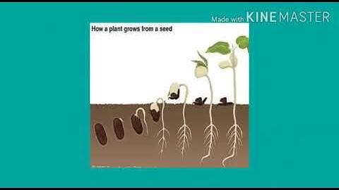 MLZS JHANSI CLASS 4 EVS Chapter 10 Fresh From the Field Lecture 1