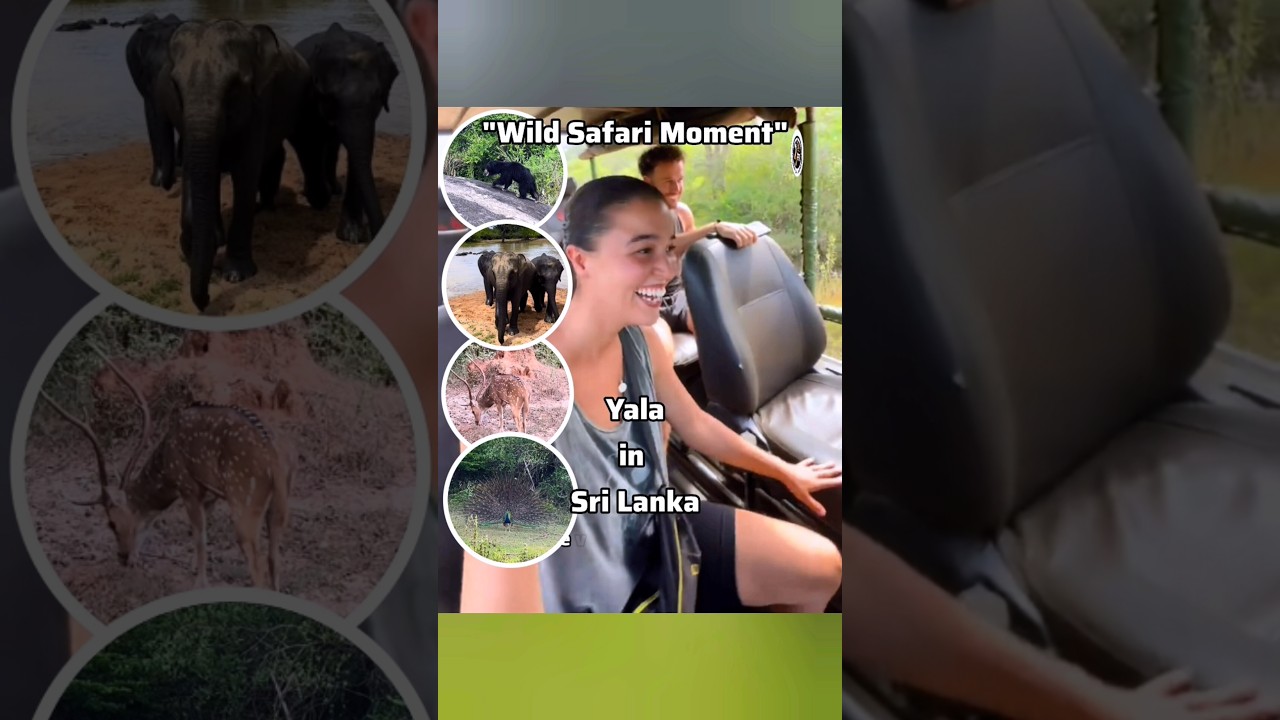 Insane Wildlife Safari 🐘🐆🐻 in Yala National Park | Sri Lanka Jungle Action