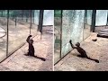 Monkeys in a Zoo Can Sharpen Stones to Break the Glass and Run Away