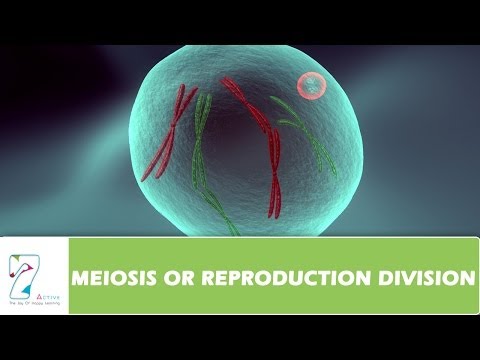 MEIOSIS OR REPRODUCTION DIVISION _ PART 02