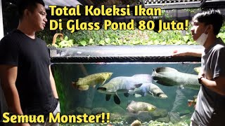 WOW SAMPE 1,3 METER! GREBEK KOLEKSI SULTAN IKAN PREDATOR PALEMBANG