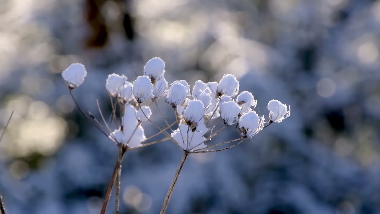 Snow on Leaves Soft Classical