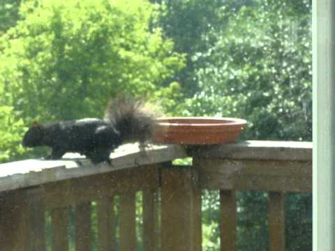 Crows outsmart squirrel for food