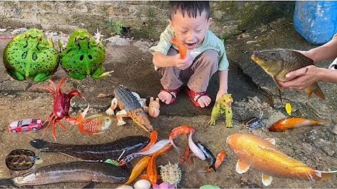 Vui học cùng bé-Giải cứu cá chuối khổng lồ,cá vàng,tôm đỏ,ếch xanh,những con vật đáng yêu cùng pipi