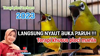 PALING AMPUH 2023 !!! Terapi pleci agar cepat buka paruh - Mengatasi pleci macet bunyi