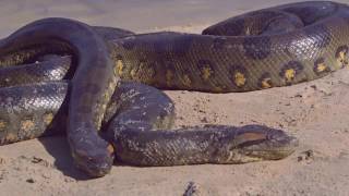 Anaconda - Assassina Silenciosa | Episódio Especial