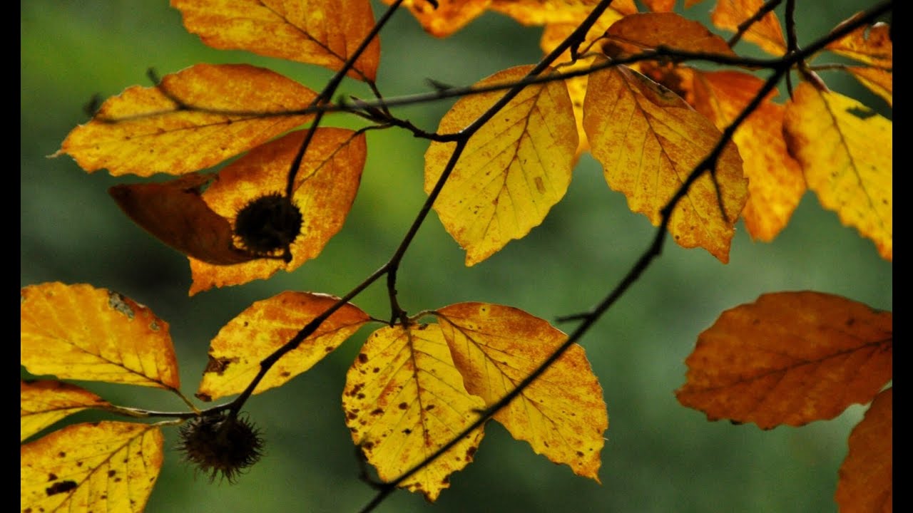 Marc Winter - Wanneer de herfst komt - YouTube