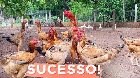 Como iniciar uma criação de galinha caipira?