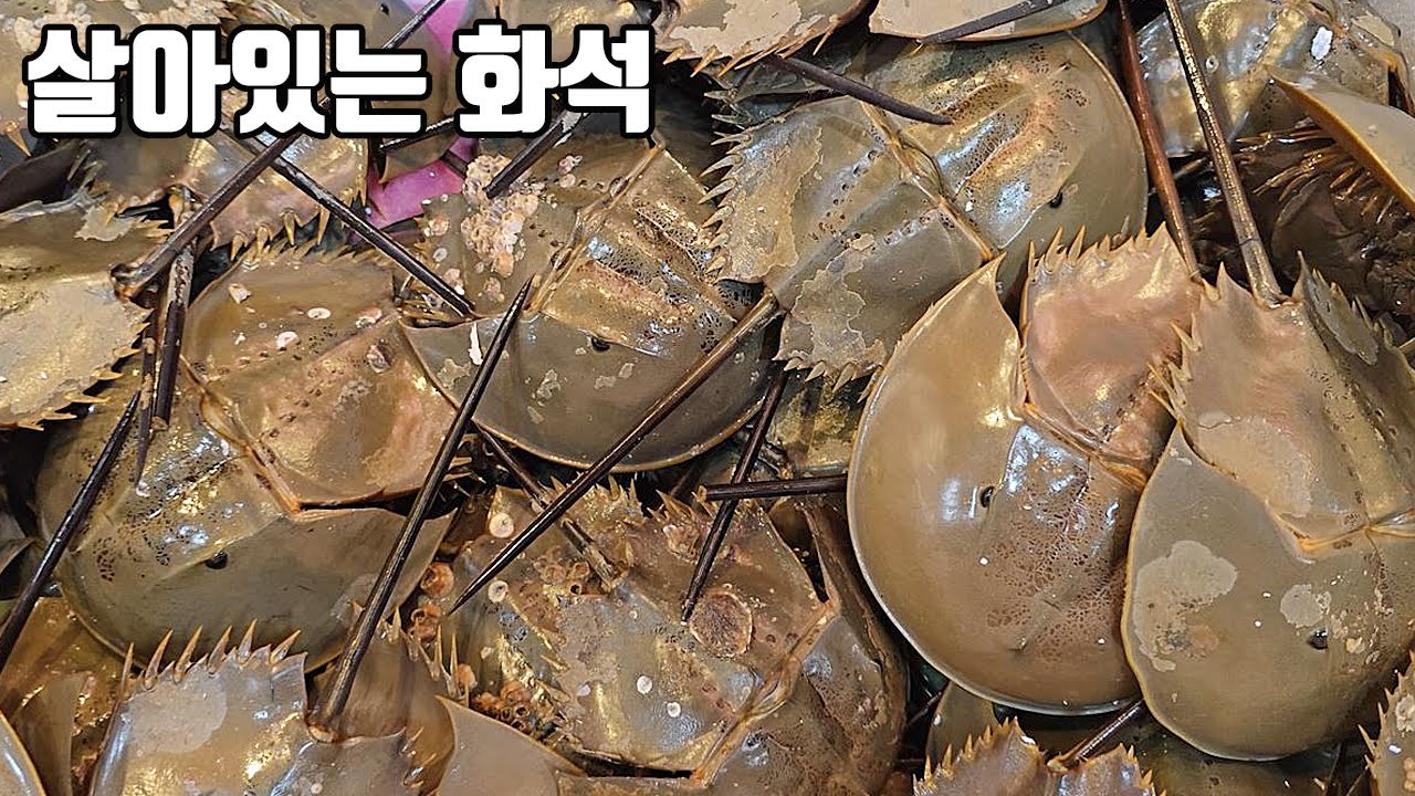 ⁣진짜 엄청나네요 ㄷㄷ 10년만에 한국에 상륙한 수백마리의 대형투구게들를 공개합니다!