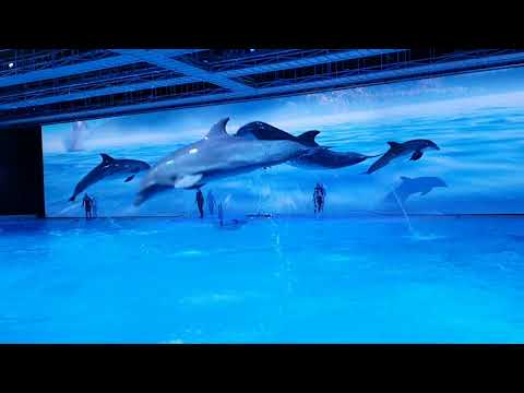 Video: En Fascinerande Syn Från Den Naturliga Världen - Delfinspel