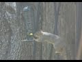 Squirrel-Proof Bird Feeder- finally! Squirrel-Proof Bird Feeder- finally!