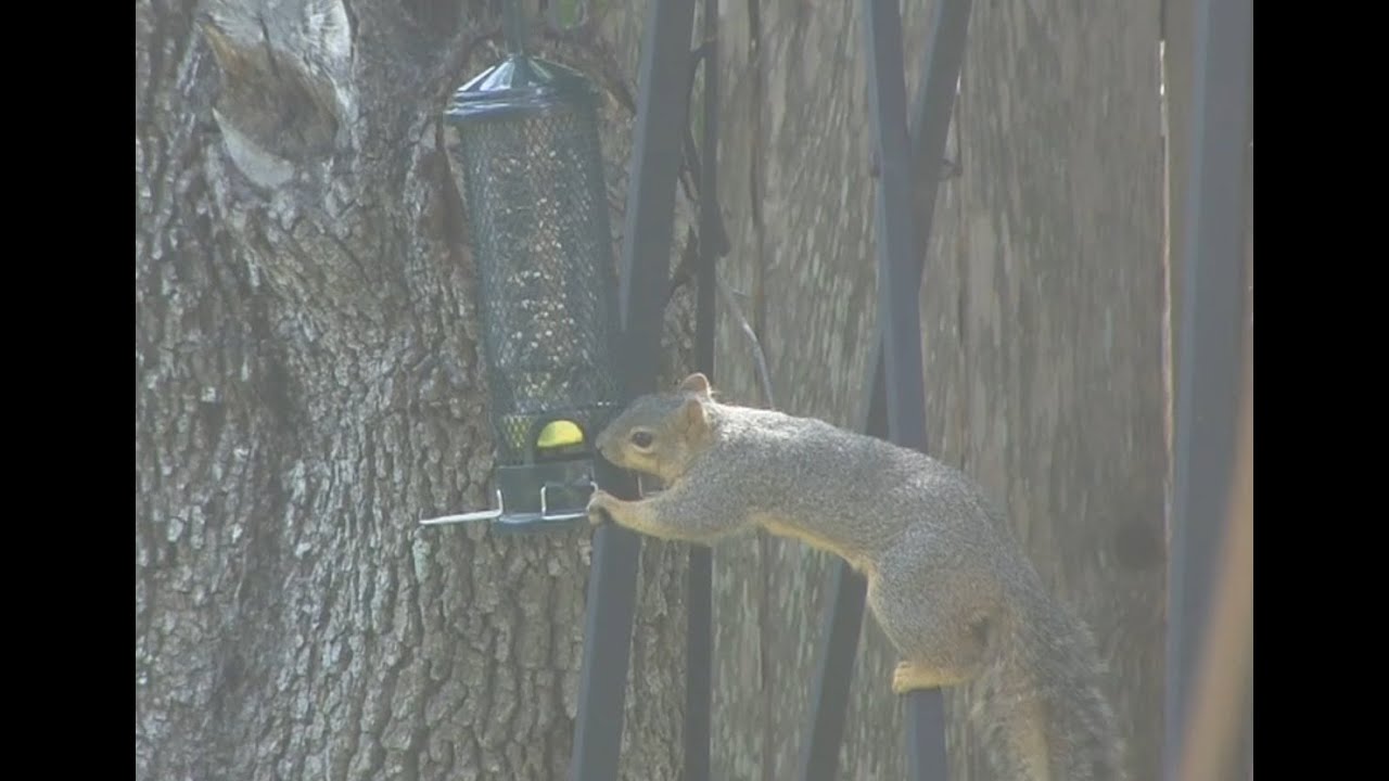 squirrel proof bird feeder